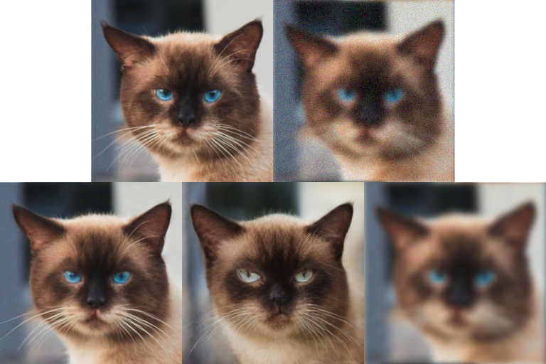 Clean and degraded cat images above restoration results from SP3, spherical projected gradient descent, and spherical gradient descent